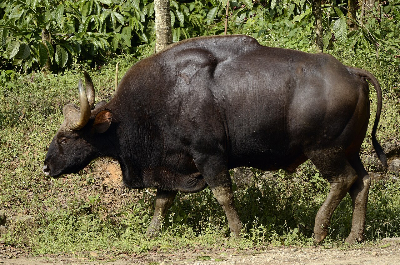 Elefante asiatico nella giungla, simile agli esemplari dei santuari Thungyai-Huai Kha Khaeng, Thailandia