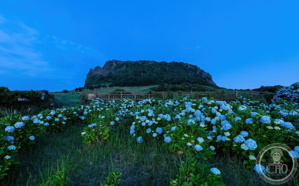 The Seongsan Ilchulbong tuff cone rising above a field of blue hydrangeas at dusk on Jeju Island