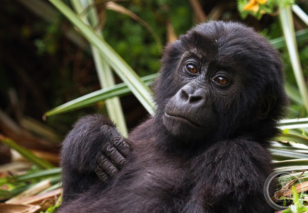 An eastern lowland gorilla infant resting among forest vegetation in Kahuzi-Biéga National Park