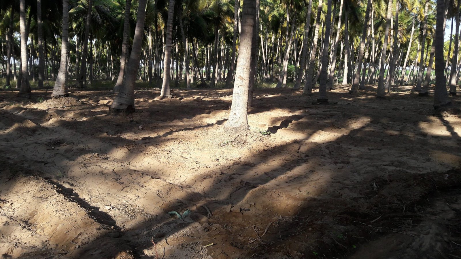 Keeladi excavation site, fired brick structures of Sangam-era urban settlement, Tamil Nadu, India Keeladi excavation site, fired brick structures of Sangam-era urban settlement, Tamil Nadu, India