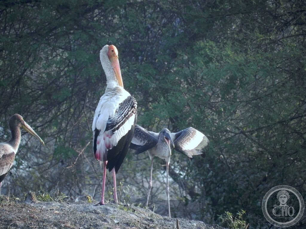 A painted stork among trees in the wetlands of Keoladeo National Park, Rajasthan