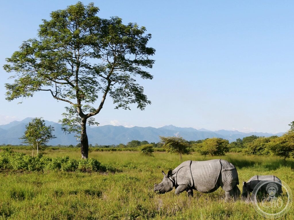 Grassland and forest with a rhinoceros below the Himalayan foothills at Manas National Park