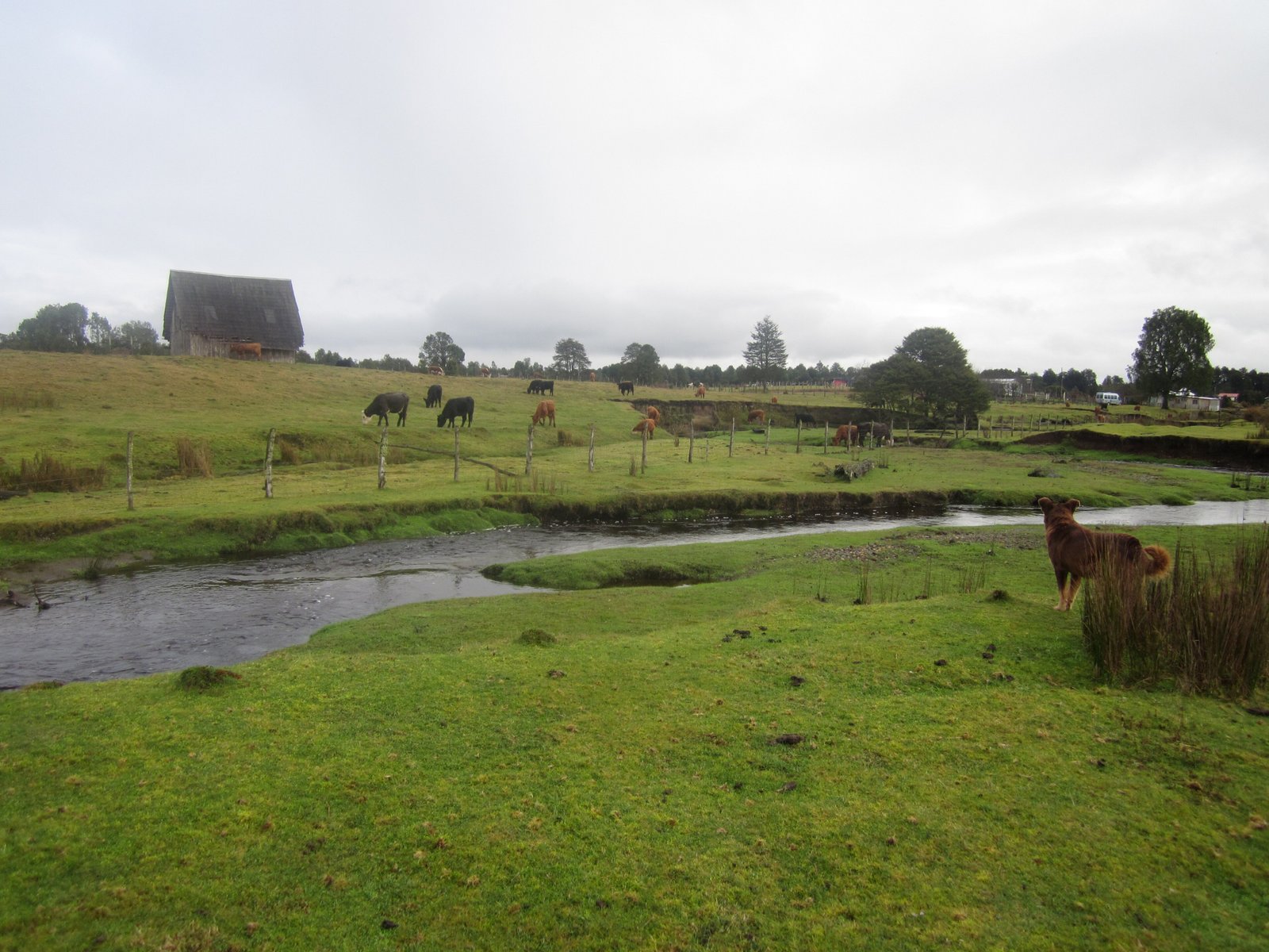 The Monte Verde archaeological site near Puerto Montt, southern Chile — the creek bank where evidence of the oldest human habitation in the Americas was found