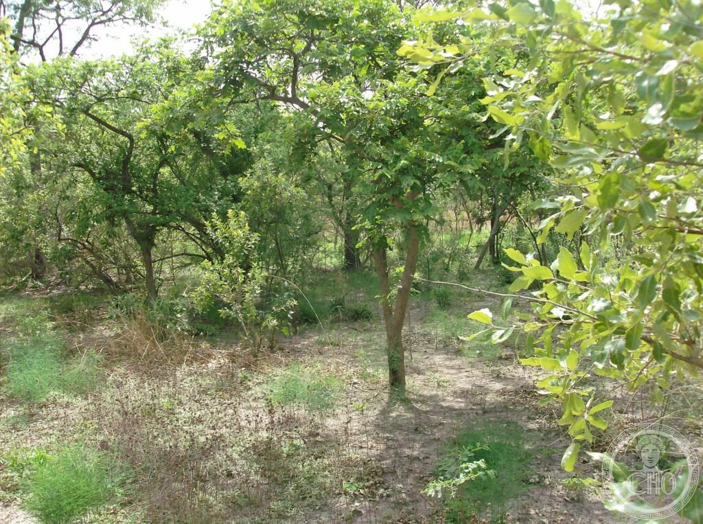 Green wooded savanna with scattered trees and grass in Niokolo-Koba National Park, Senegal