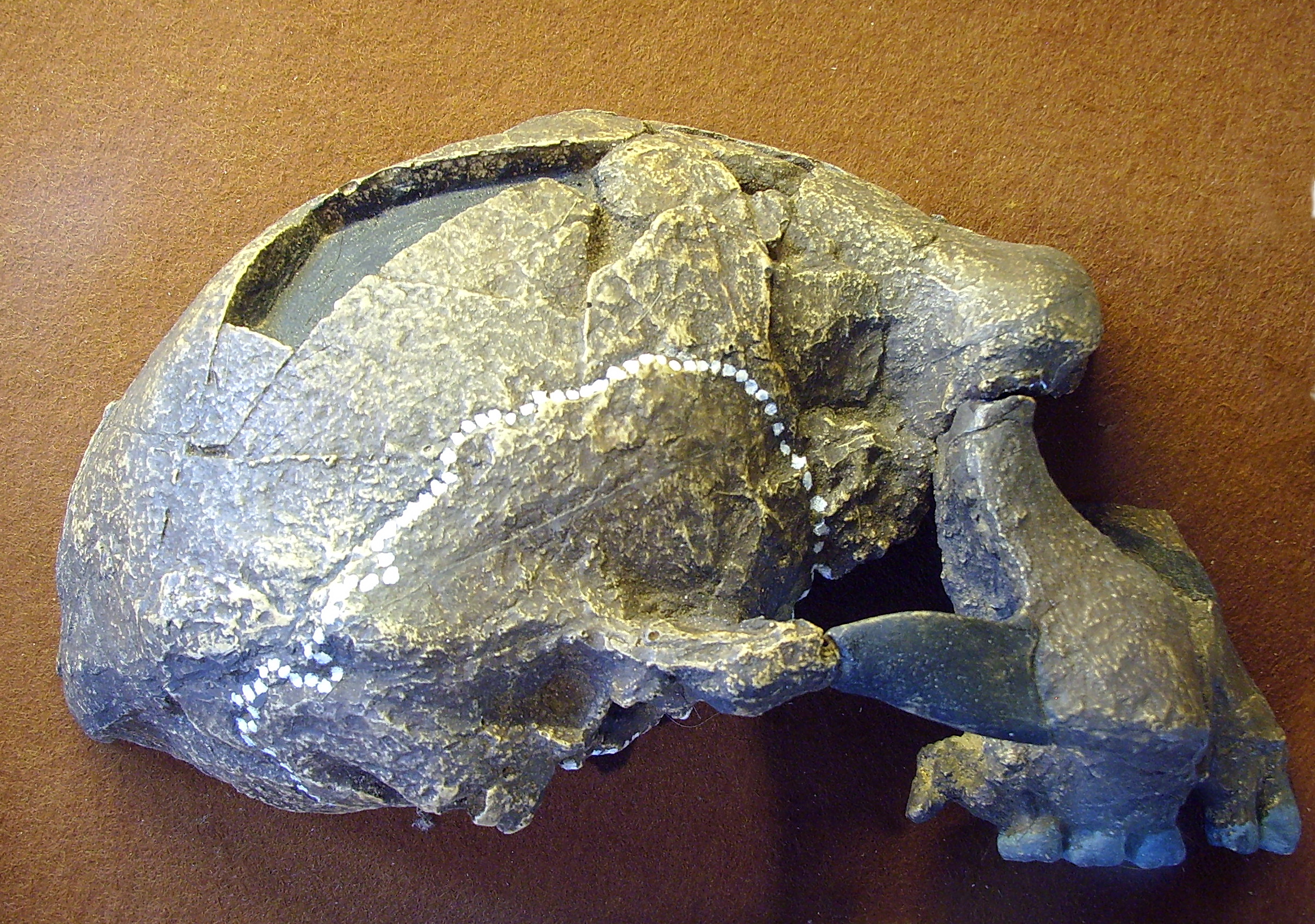sangiran