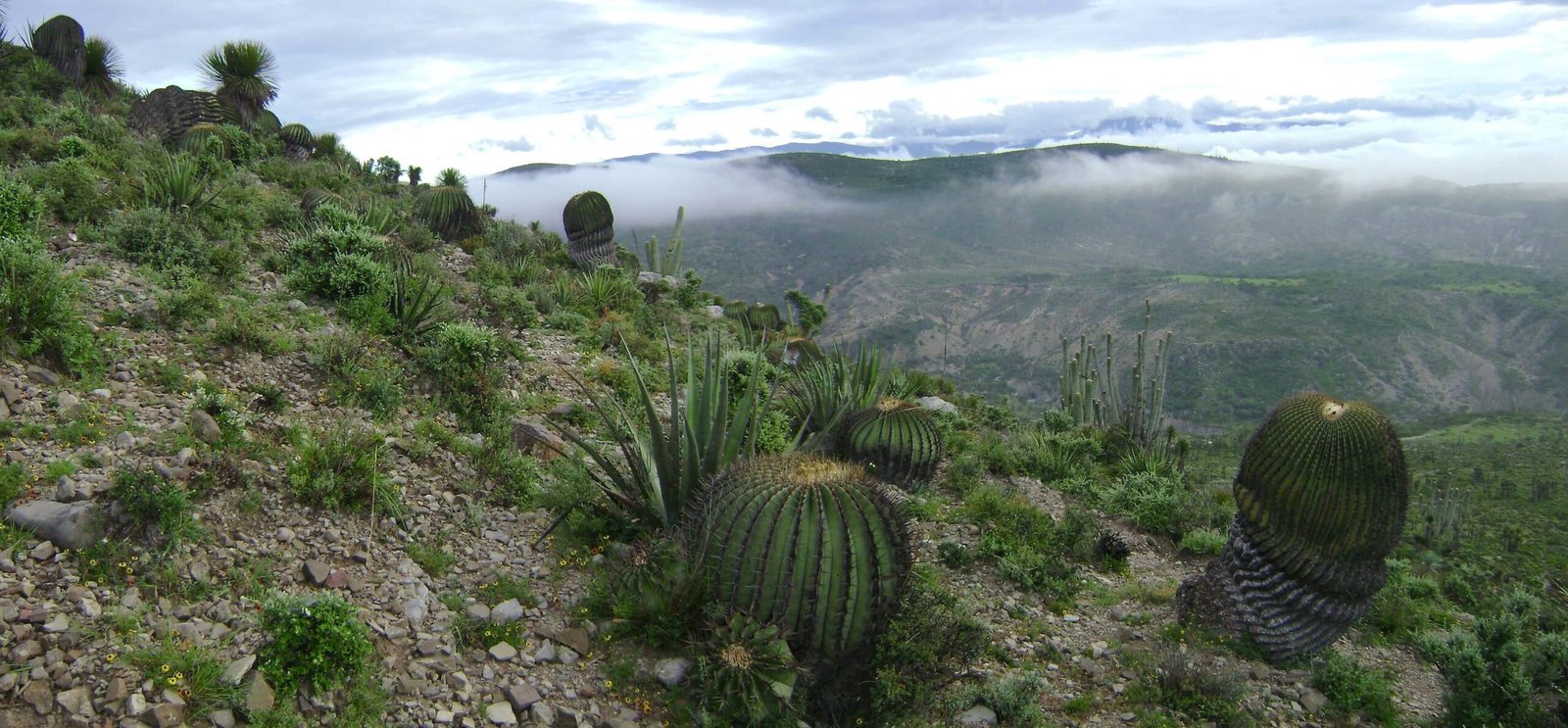 Columnar cacti in the Tehuacan-Cuicatlan Valley, Puebla, Mexico