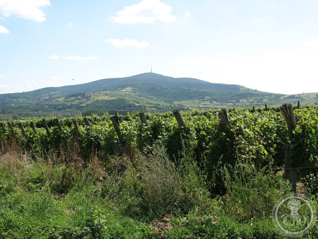 Vineyards on the slopes below the Tokaj hill in the Hungarian wine region