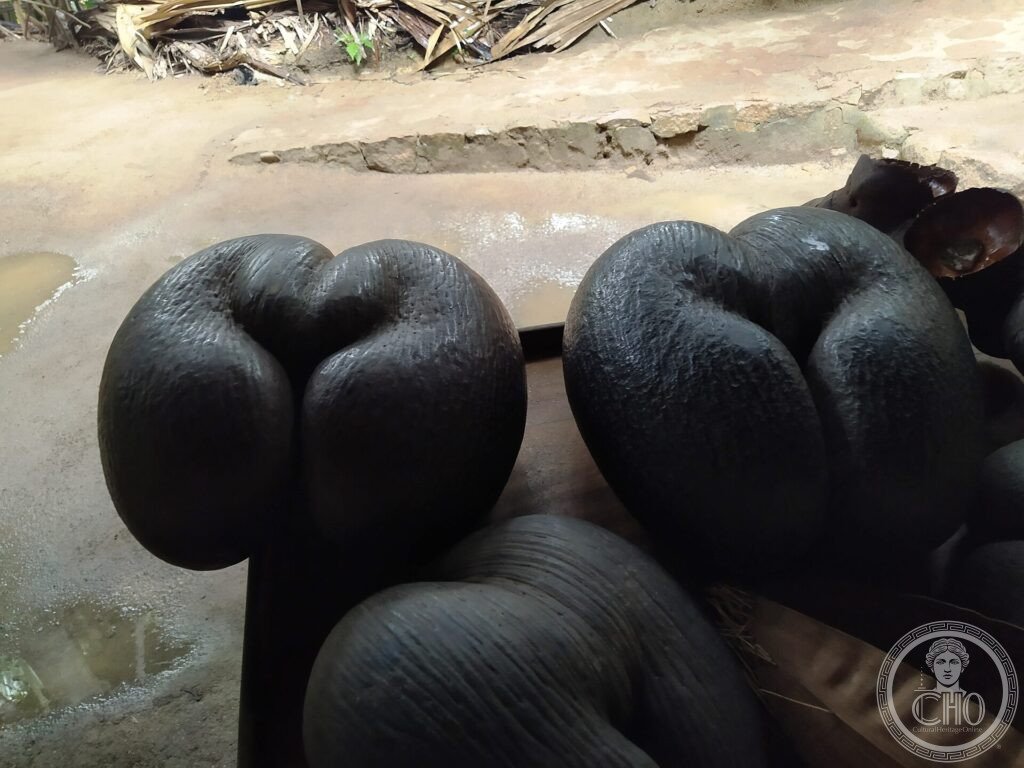 The large dark double-lobed nut of the coco de mer palm of the Vallée de Mai, Seychelles
