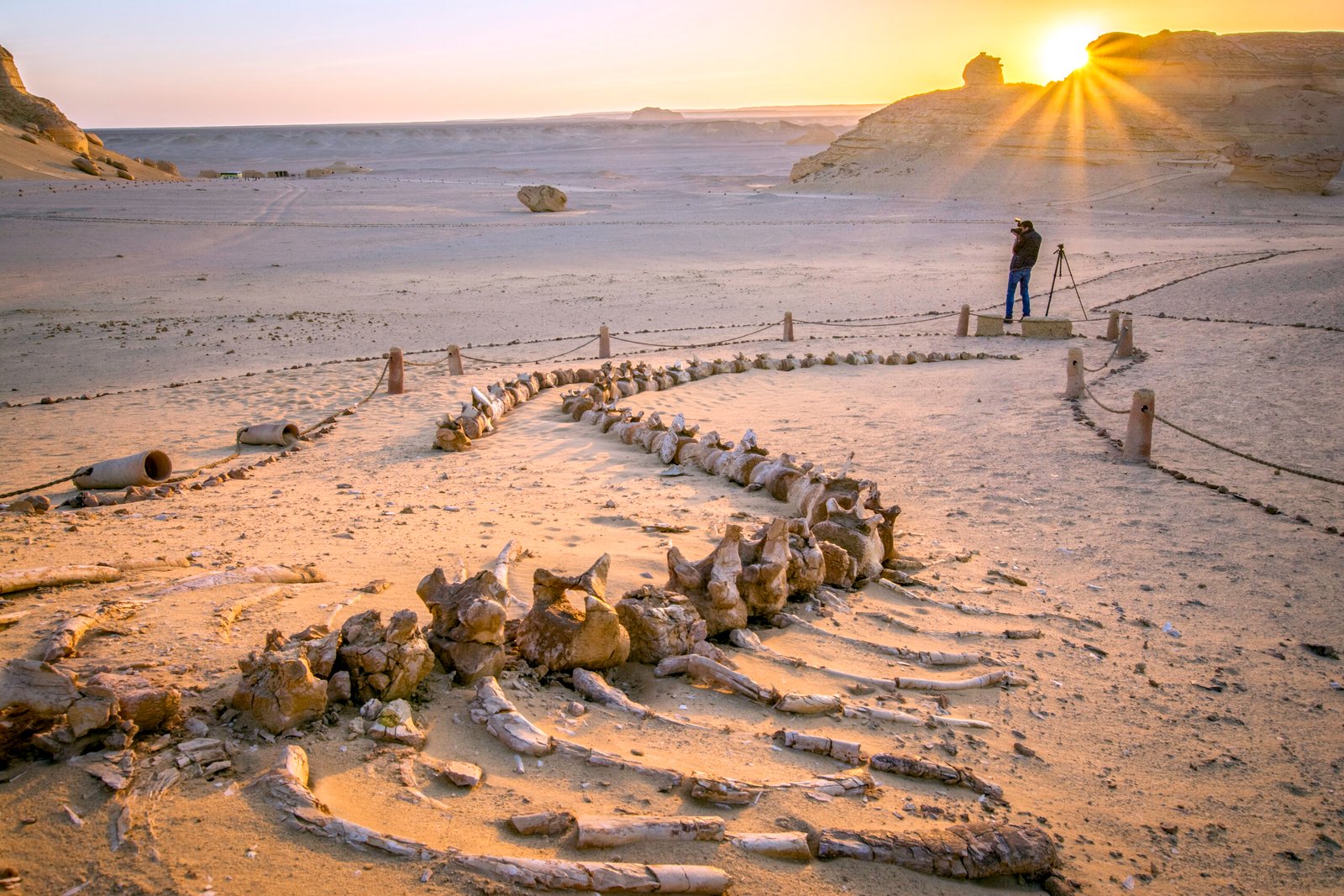 Fossilized whale skeleton exposed on desert surface at Wadi el-Hitan, Egypt
