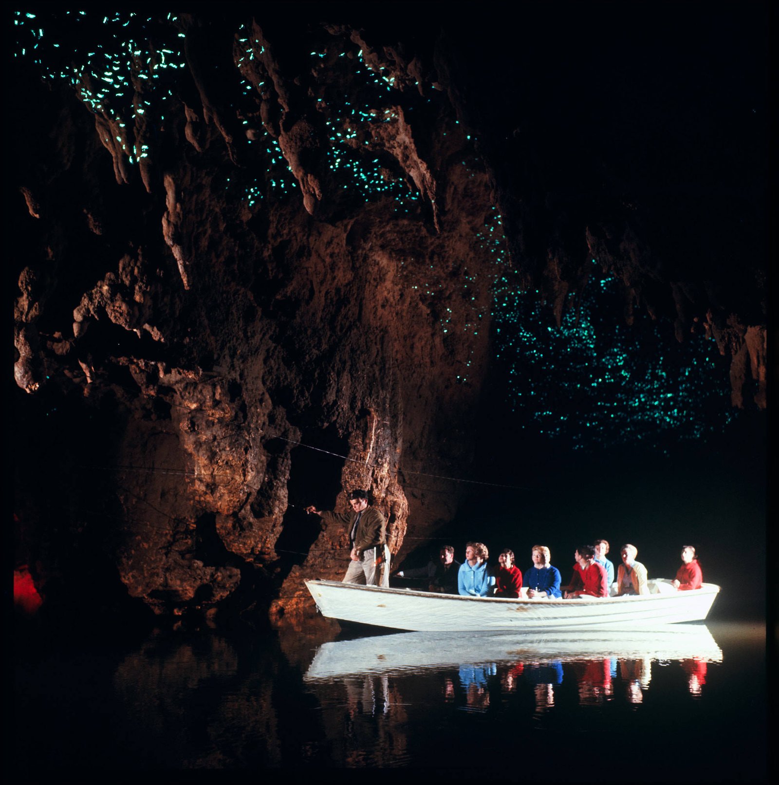 The Glowworm Grotto at Waitomo, ceiling covered in bioluminescent Arachnocampa luminosa larvae, Waikato, New Zealand