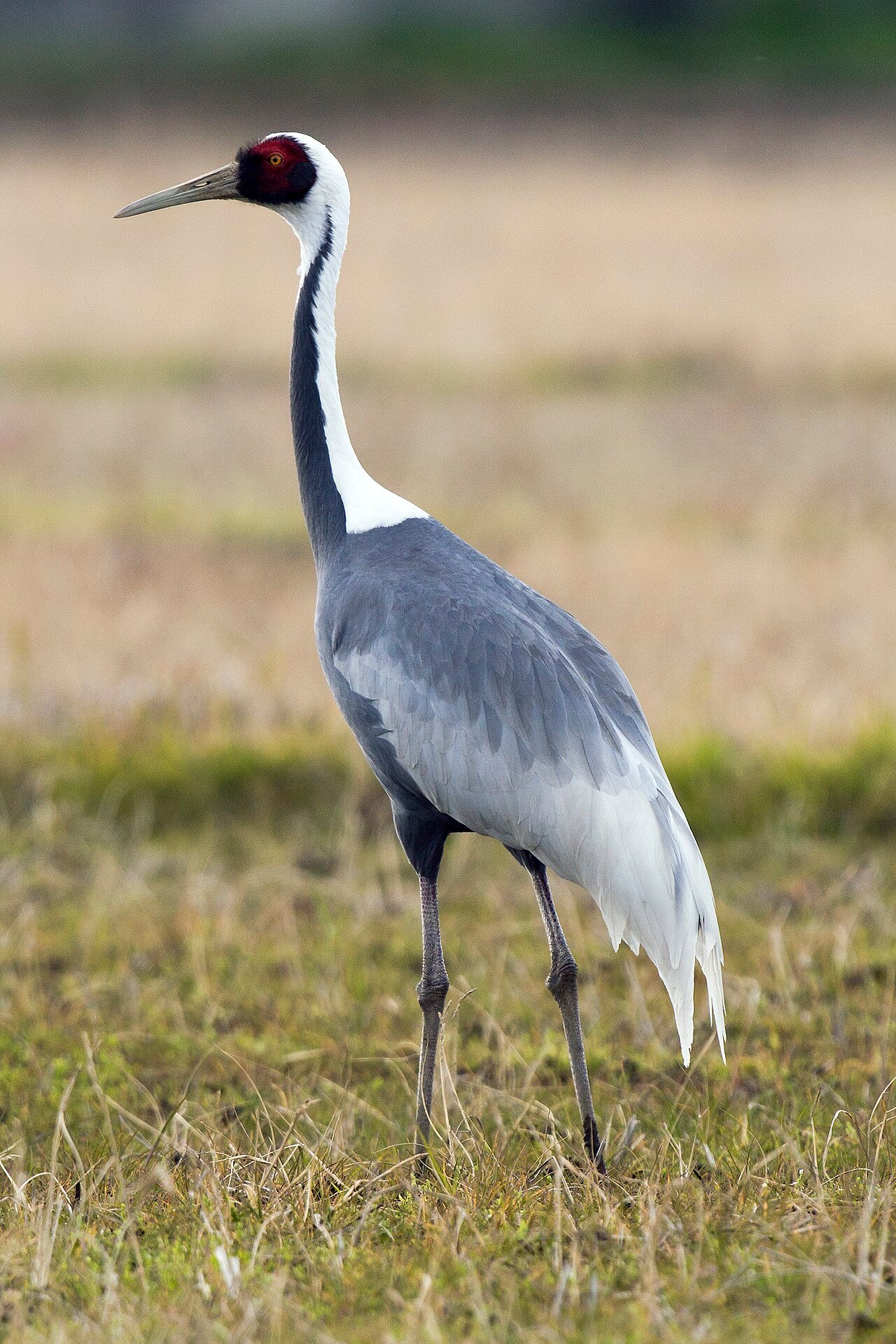 Una gru a nuca bianca (Grus vipio), simbolo della Dauria, in volo