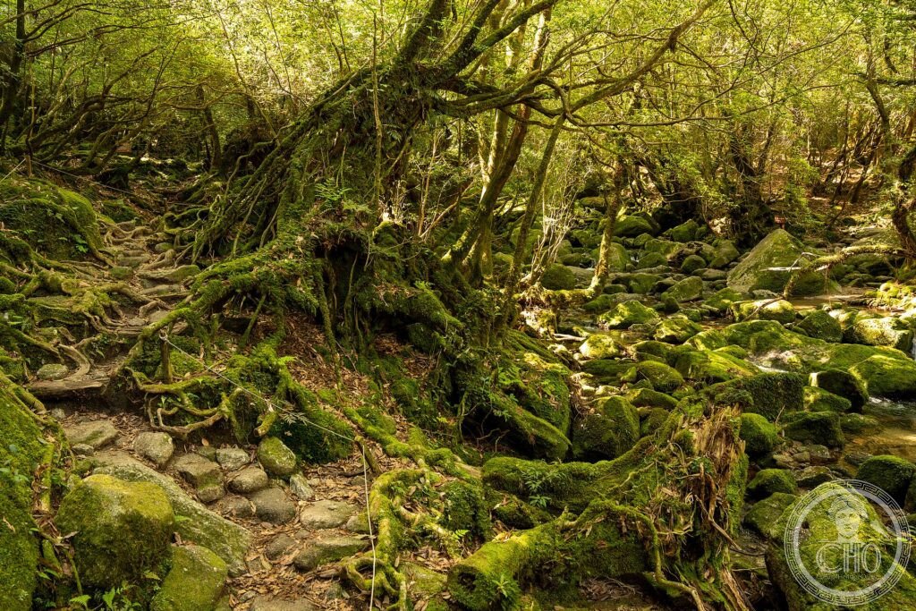 A trail through a forest of moss-covered rocks, roots and ancient trees on Yakushima island
