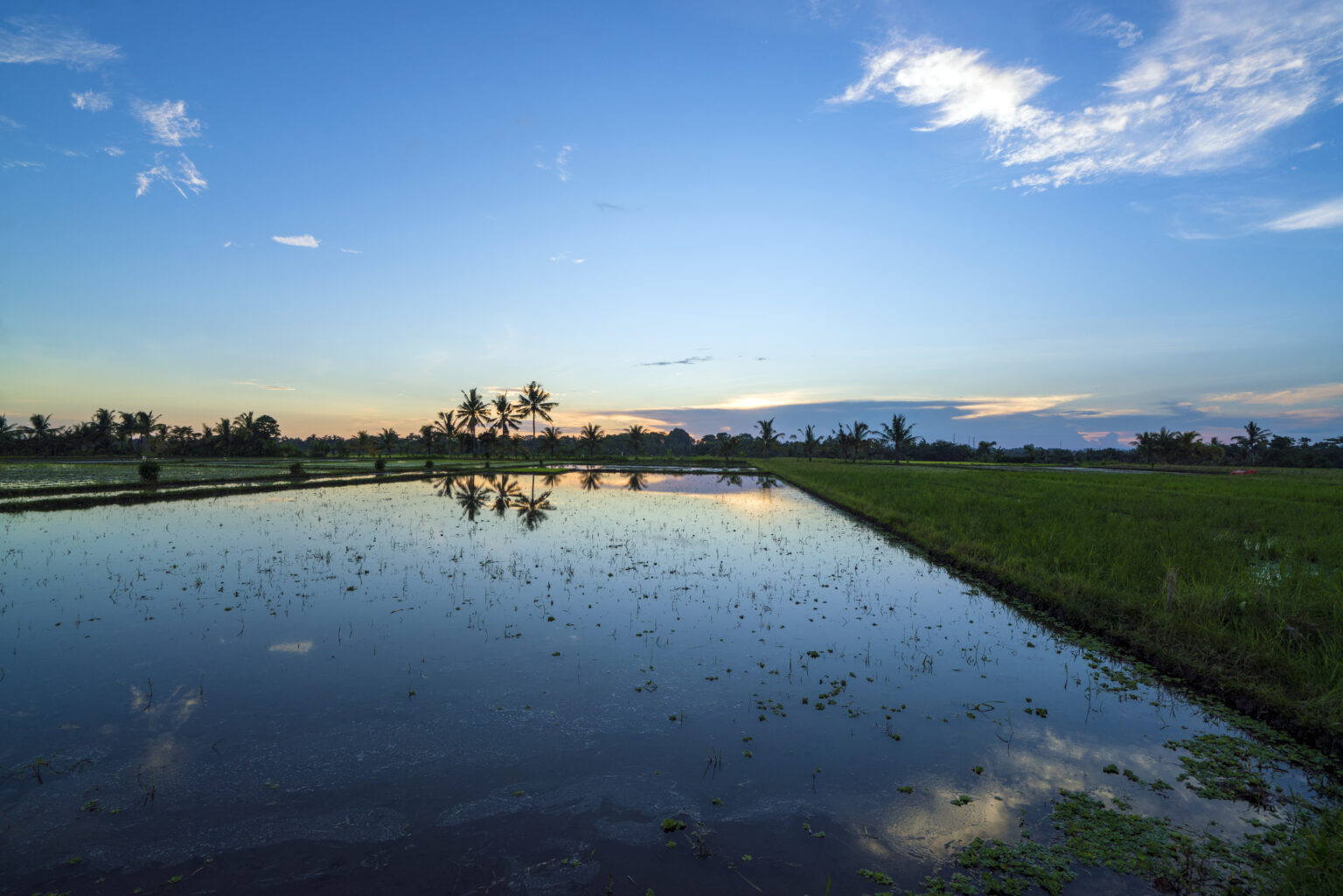 A flooded paddy reflecting the dusk sky, with palms in silhouette along the far edge