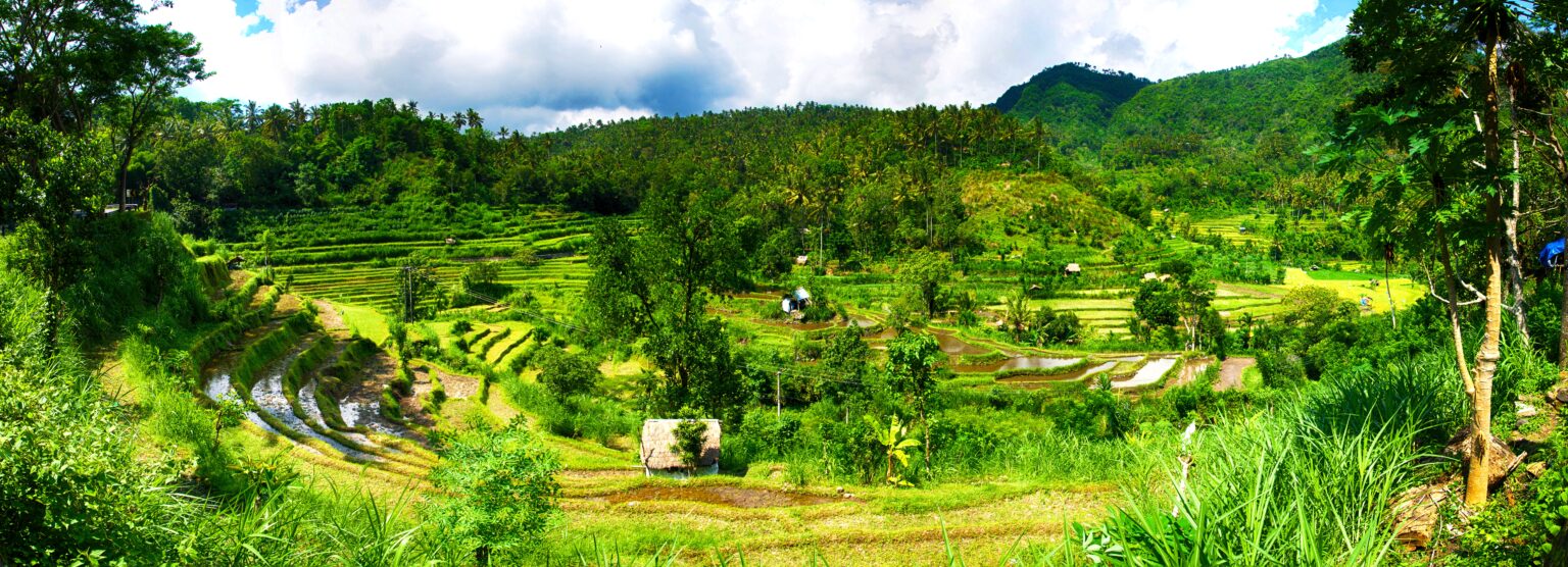 Terraced rice fields stepping down a hillside in Bali, each level holding water, with palms and forest above