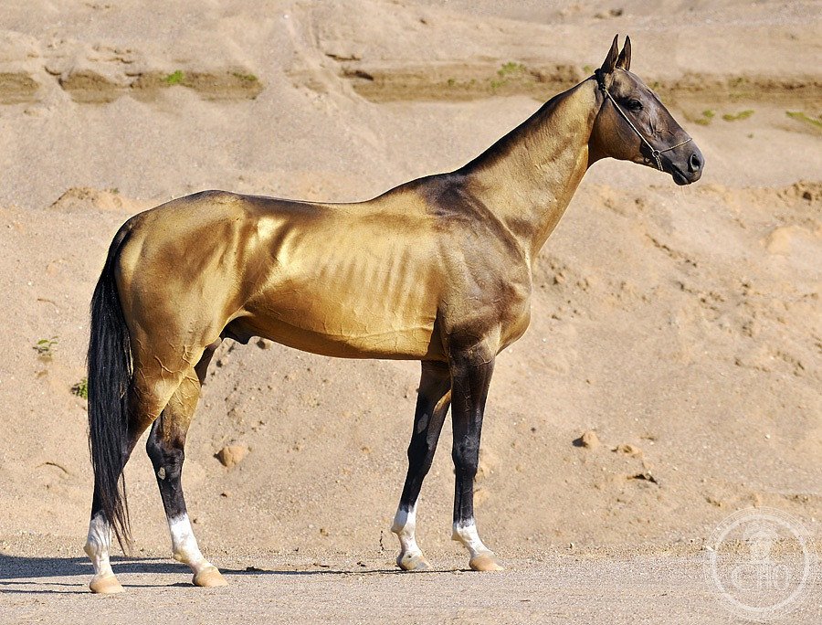 Akhal-Teke horse breeding — Ashgabat