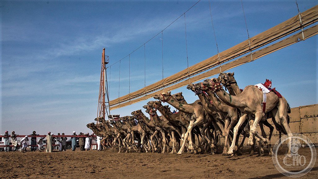 Camel racing — Al Ain