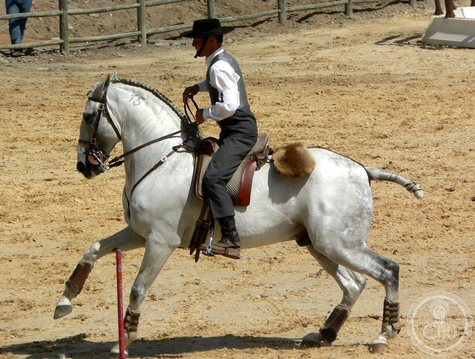 Lusitano — Golegã Lusitano — Golegã