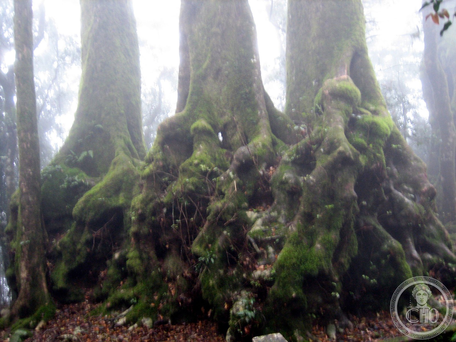 Numinbah Nature Reserve — view Numinbah Nature Reserve — view
