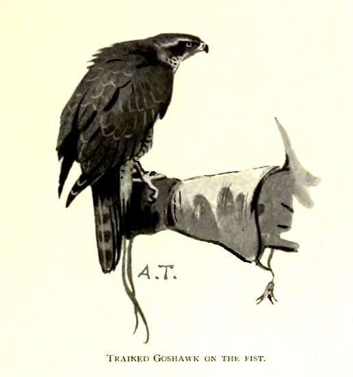 Falconry — Abu Dhabi
