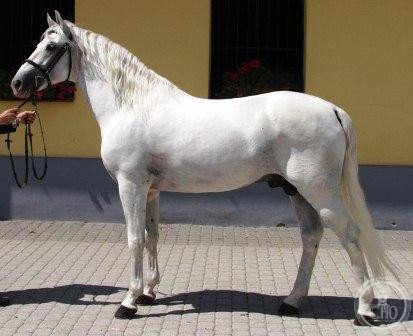 Lipizzan horse breeding — Lipica