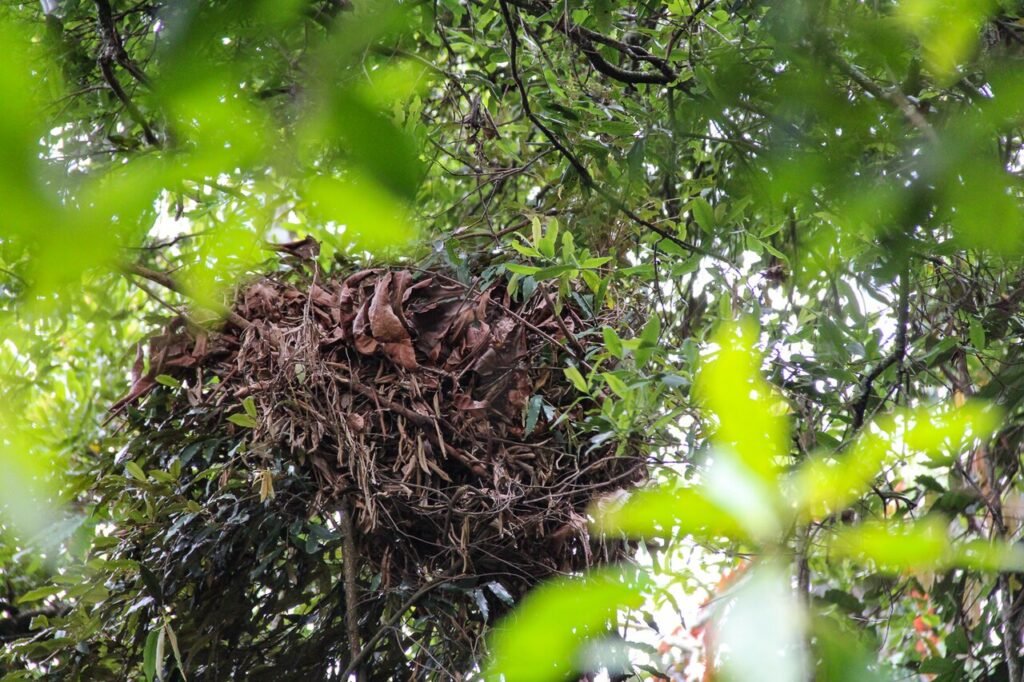 UNESCO World Heritage Sites Near Kigali: the Nyungwe Forest Reserve and the Virunga Volcanoes