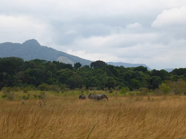 UNESCO World Heritage Sites Near Libreville: the Ecosystem and Relict Cultural Landscape of Lopé-Okanda