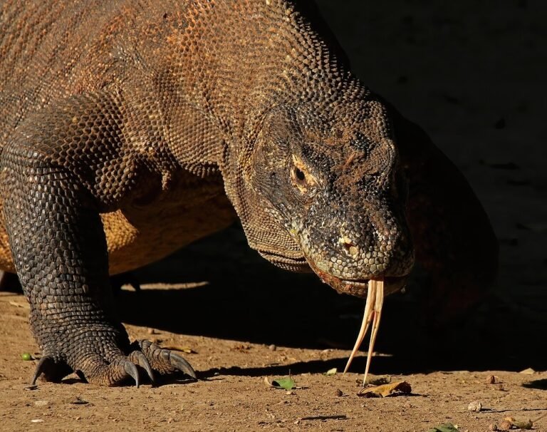 UNESCO World Heritage Sites Near Dili: the Komodo National Park and the Subak Irrigation of Bali