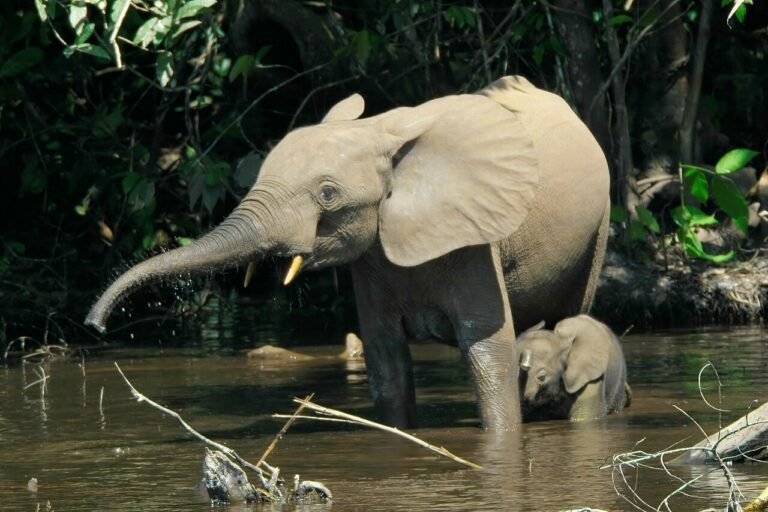 UNESCO World Heritage Sites Near Brazzaville: Sangha Trinational Forest and the Lopé-Okanda Landscape
