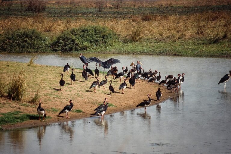 UNESCO World Heritage Sites Near Bangui: the Manovo-Gounda St Floris National Park