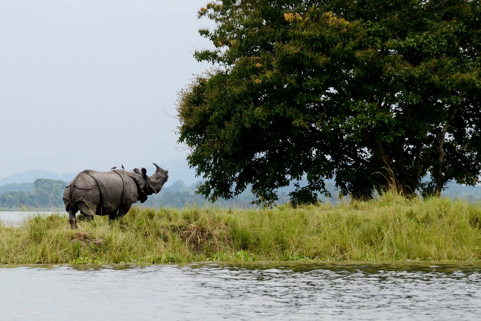 Kaziranga National Park — view Kaziranga National Park — view