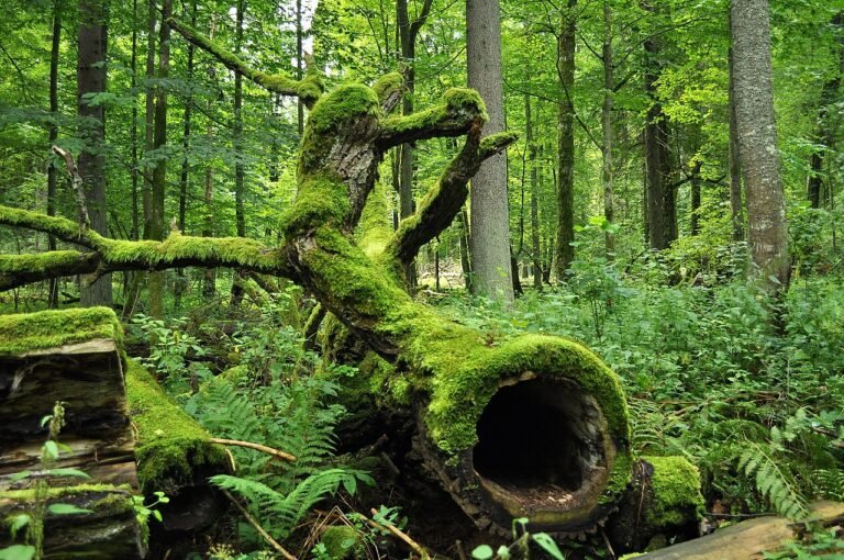 UNESCO World Heritage Sites in Belarus: the complete guide