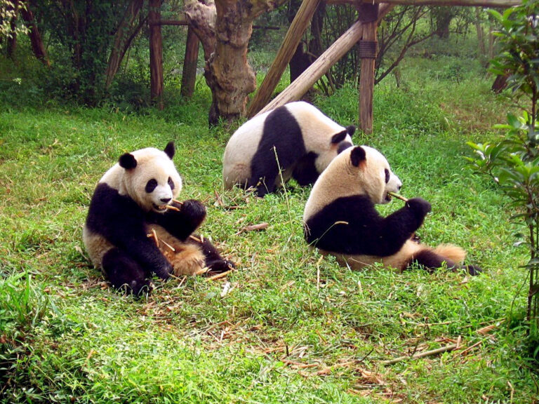 Sichuan Giant Panda Sanctuaries Wolong: Guide