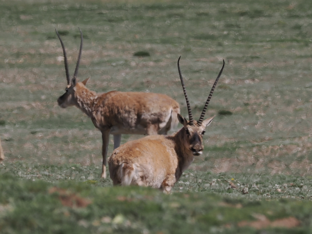 Qinghai Hoh Xil Tibetan Antelope Plateau: Guide Qinghai Hoh Xil Tibetan Antelope Plateau: Guide
