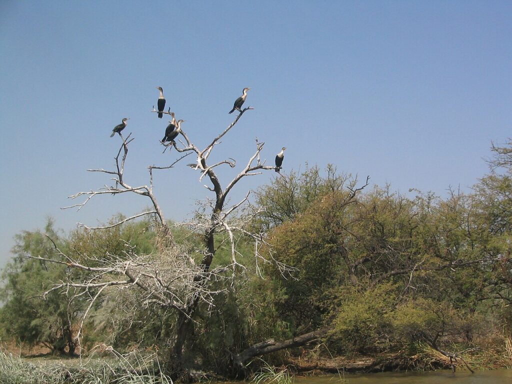 UNESCO World Heritage Sites Near Djoudj National Bird Sanctuary: Three Million Migratory Birds, West Africa’s Third-Largest Pelican Colony and the Sahel Wetland at the Edge of the Sahara
