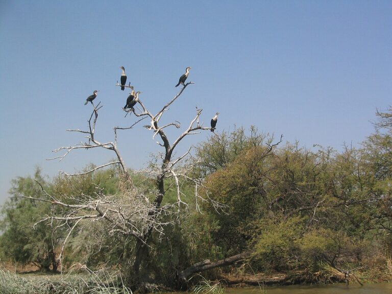 UNESCO World Heritage Sites Near Djoudj National Bird Sanctuary: Three Million Migratory Birds, West Africa’s Third-Largest Pelican Colony and the Sahel Wetland at the Edge of the Sahara