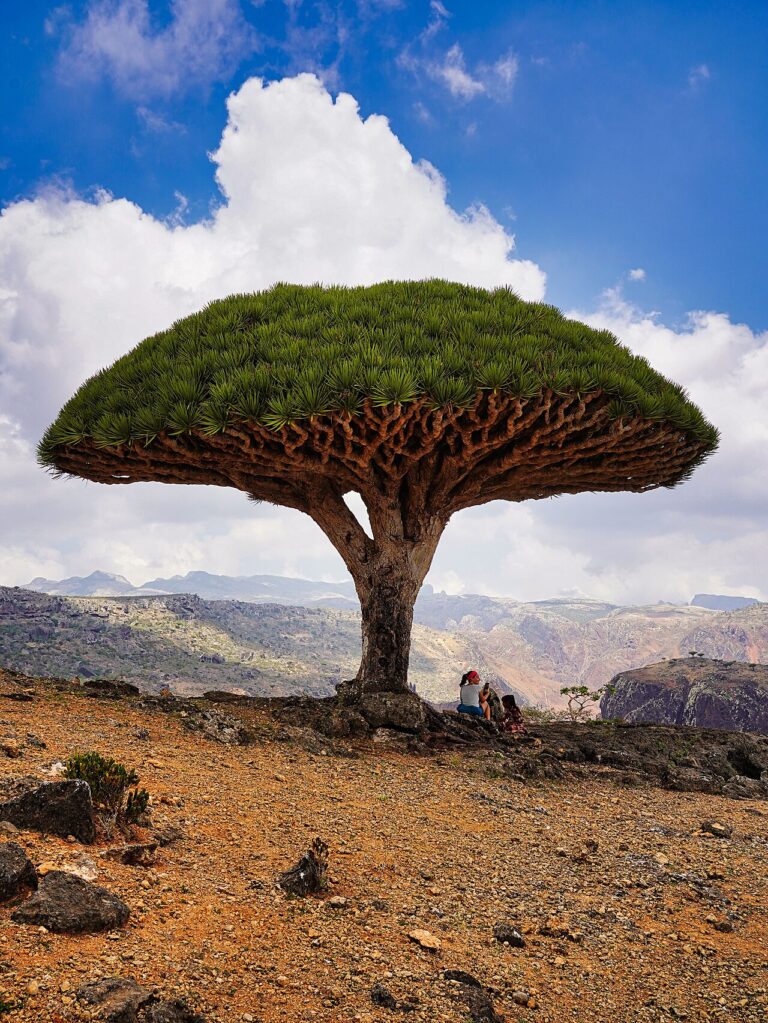 UNESCO World Heritage Sites Near Socotra: The Galápagos of the Indian Ocean, Dragon Blood Trees and 37 Percent of Plant Species Found Nowhere Else on Earth (UNESCO In Danger)