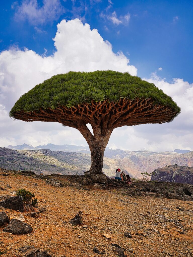 UNESCO World Heritage Sites Near Socotra: The Galápagos of the Indian Ocean, Dragon Blood Trees and 37 Percent of Plant Species Found Nowhere Else on Earth (UNESCO In Danger)