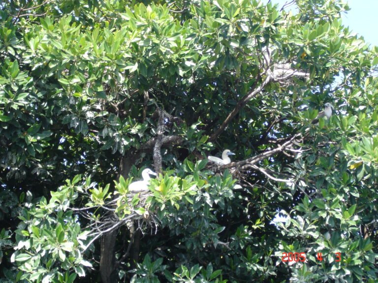 UNESCO World Heritage Sites Near Honiara: East Rennell