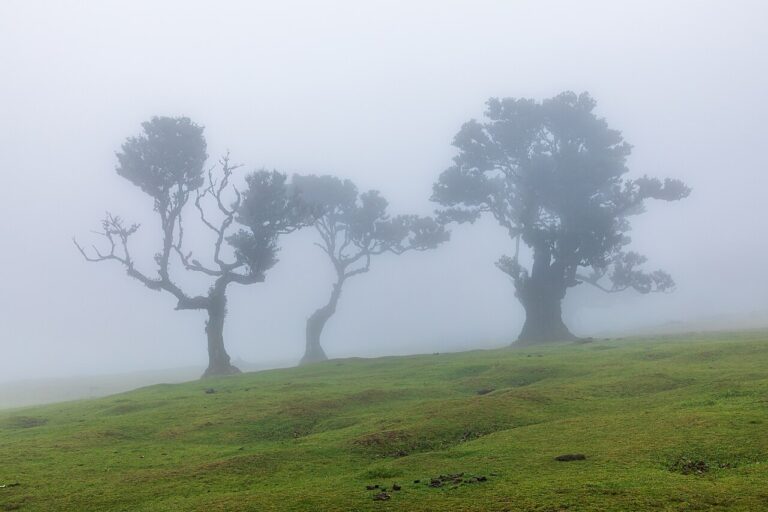 UNESCO World Heritage Sites Near the Laurisilva of Madeira: The World’s Largest Surviving Tertiary Forest, a Relict Ecosystem From 5 Million Years Ago and the Moss-Draped Canopy Where the Trocaz Pigeon Disperses Laurel Seeds