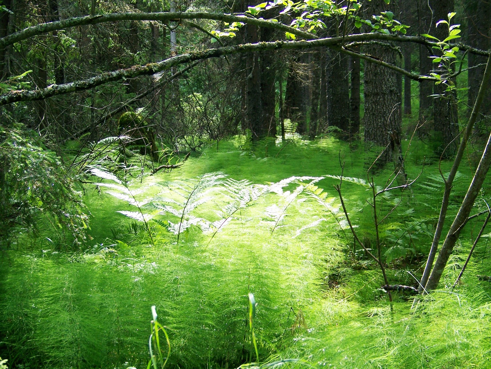 Skuleskogen National Park — view