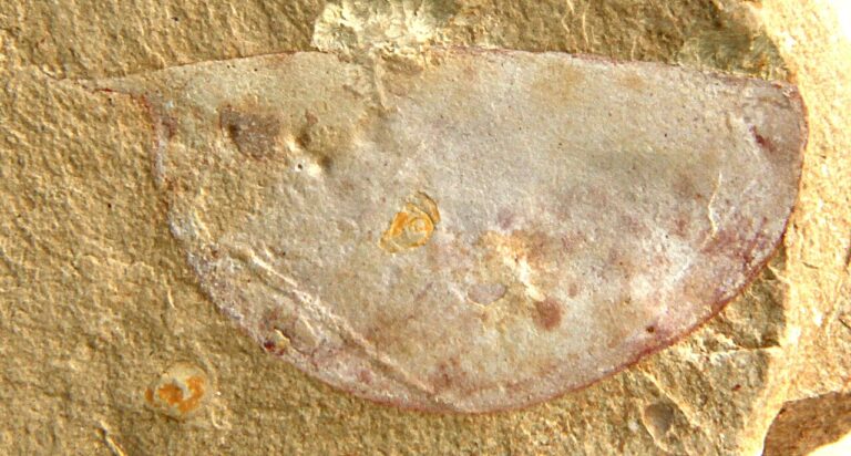 Chengjiang Fossil Site Yunnan Cambrian: Guide