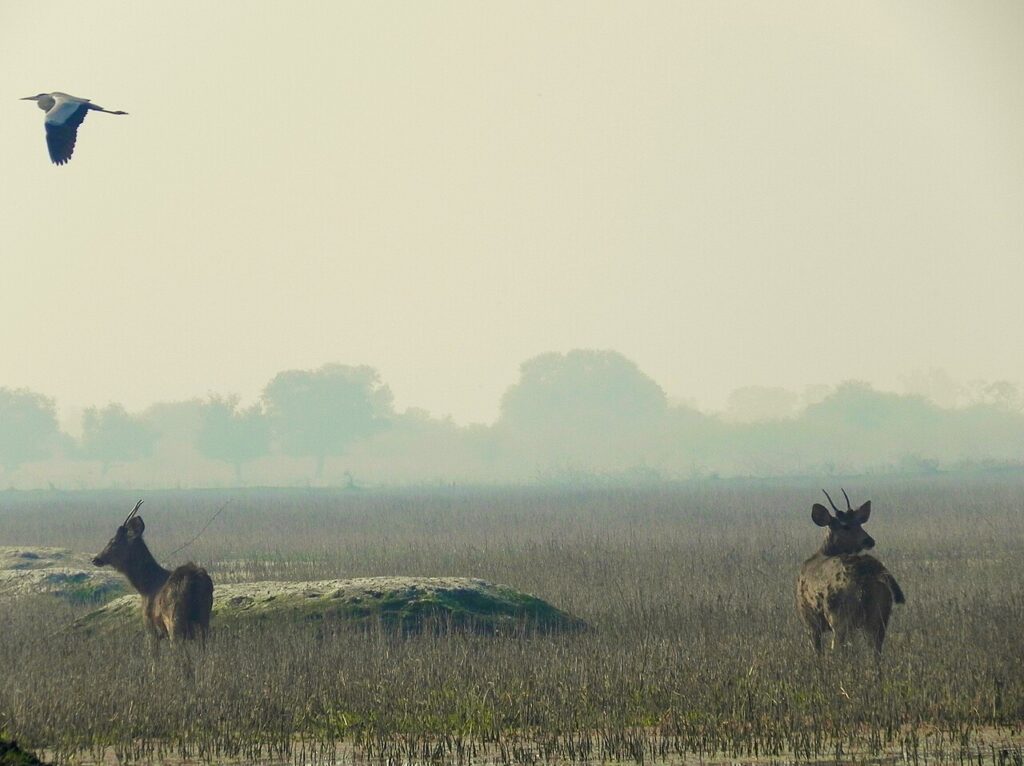UNESCO Sites Near Keoladeo: What to See