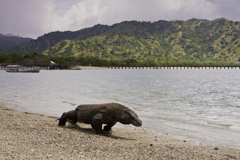 UNESCO Sites Near Komodo National Park: Bali and Sangiran