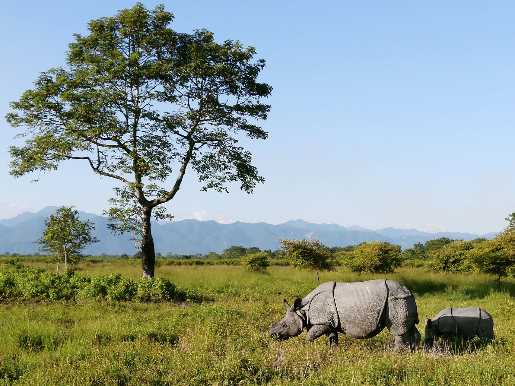 Manas National Park — view