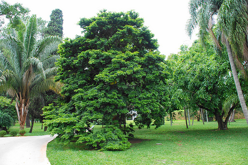 Pau Brasil National Park — view