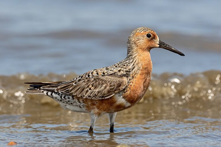 Yellow Sea Bohai Gulf Bird Habitats: Travel Guide