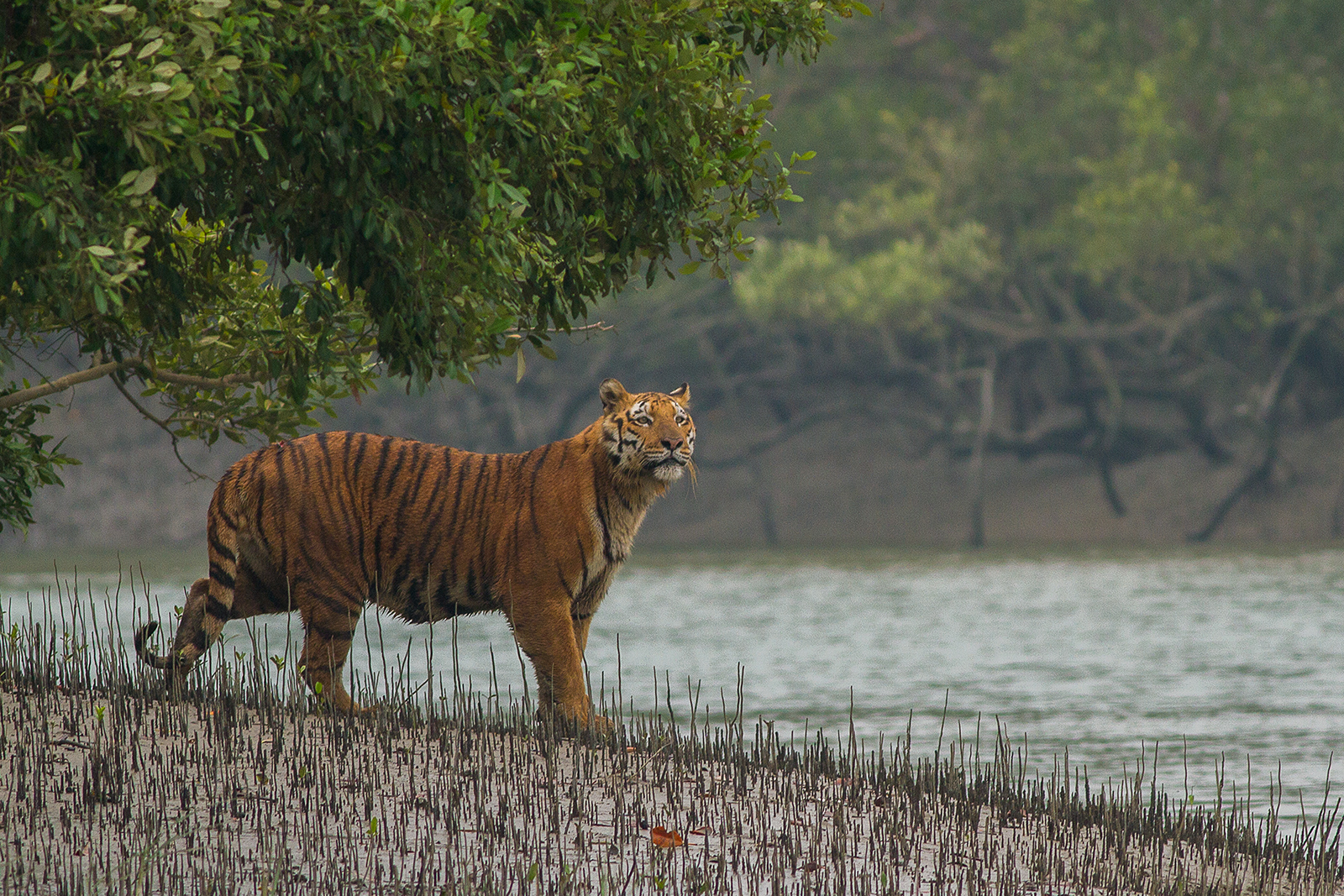 Sundarbans National Park — view