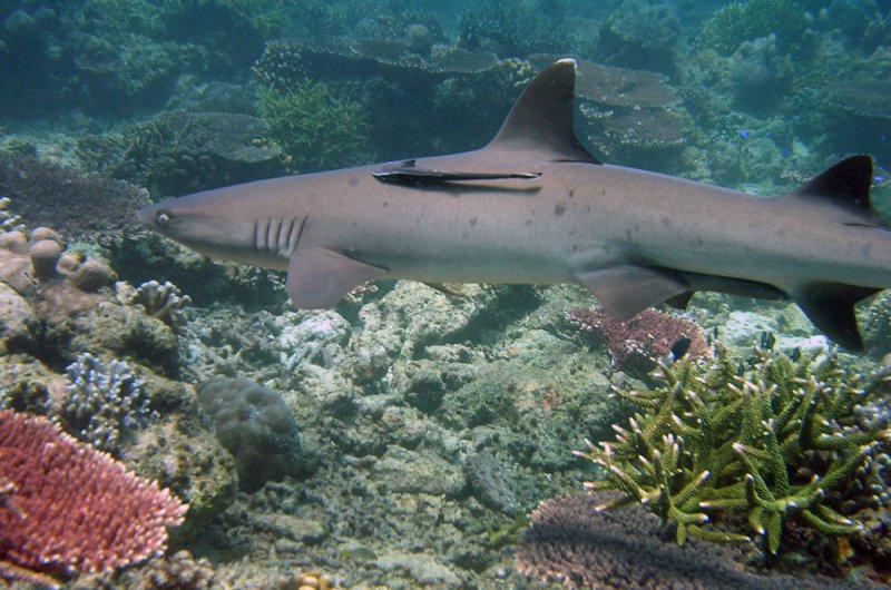 Tubbataha Reef — view