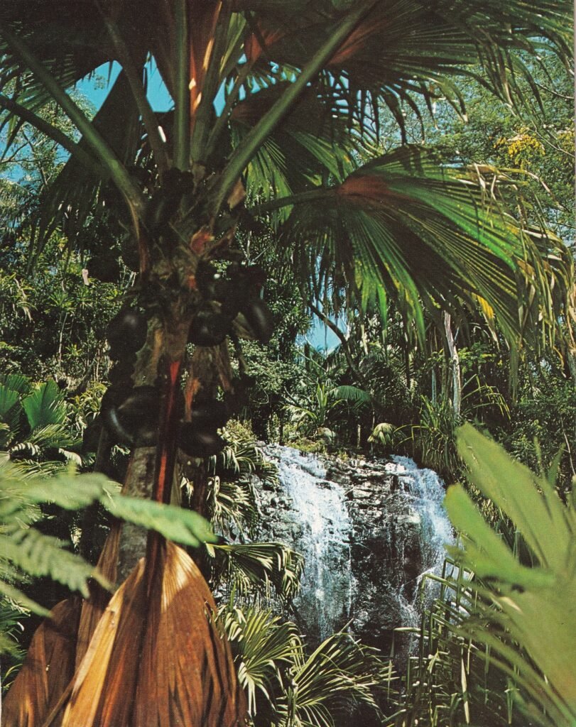 UNESCO World Heritage Sites Near Victoria: the Aldabra Atoll and the Vallée de Mai Nature Reserve