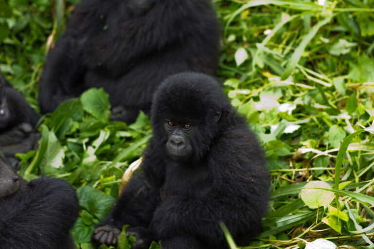 UNESCO World Heritage Sites Near Kinshasa: Virunga National Park, Garamba and the Okapi Wildlife Reserve